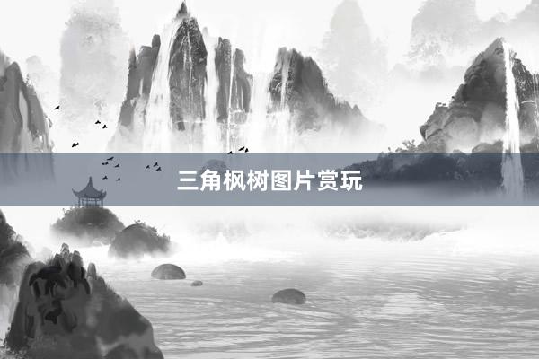 三角枫树图片赏玩