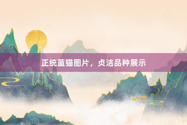 正统蓝猫图片，贞洁品种展示